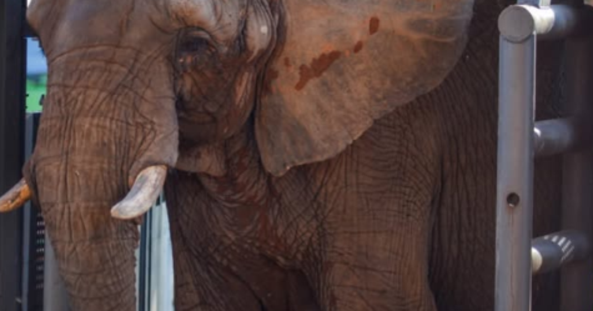 elefanta-pupy-chega-a-santuario-no-brasil-apos-viagem-de-mais-de-2-mil-km