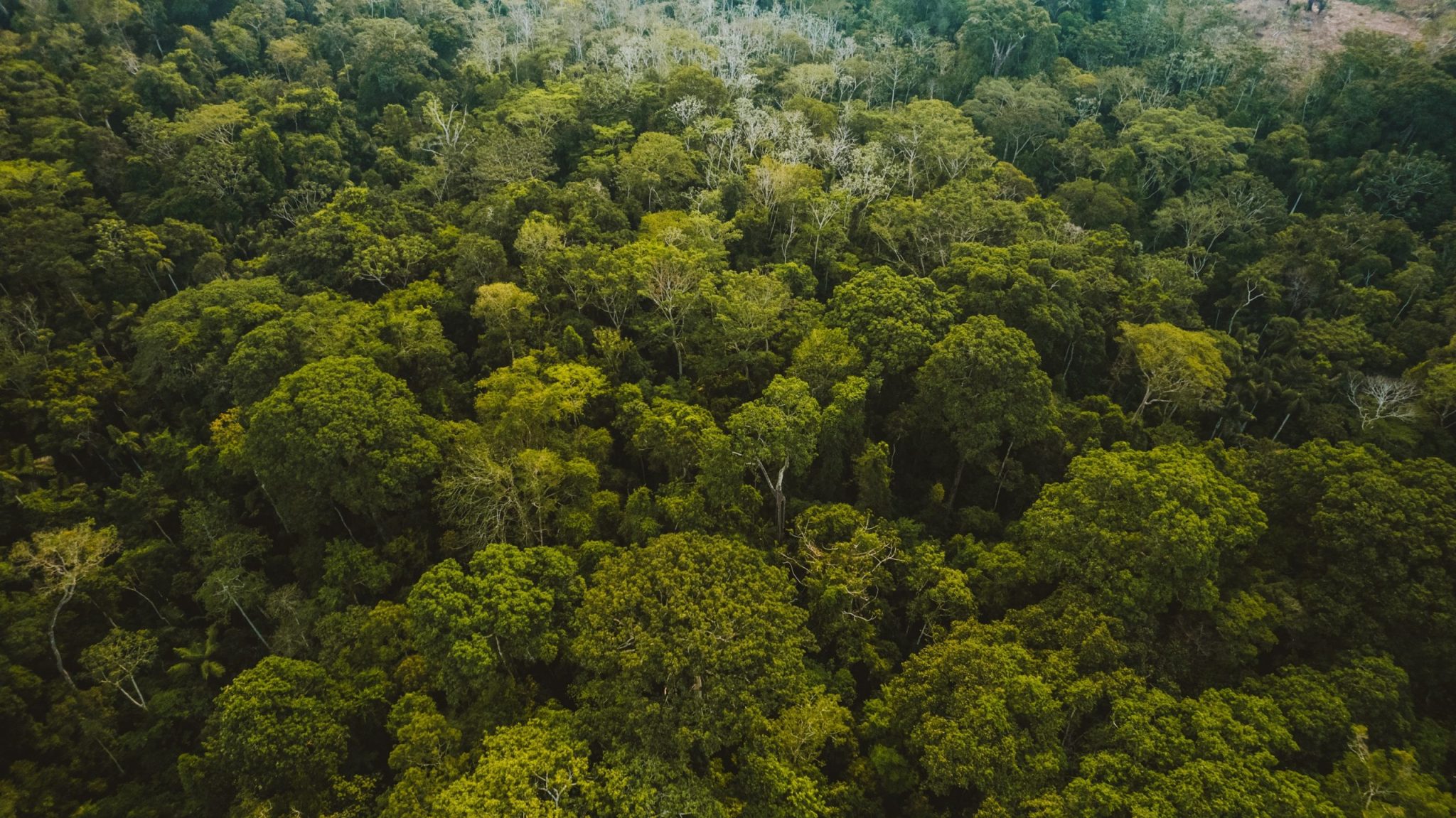 amazonia-esconde-um-mundo-perdido-no-topo-das-arvores