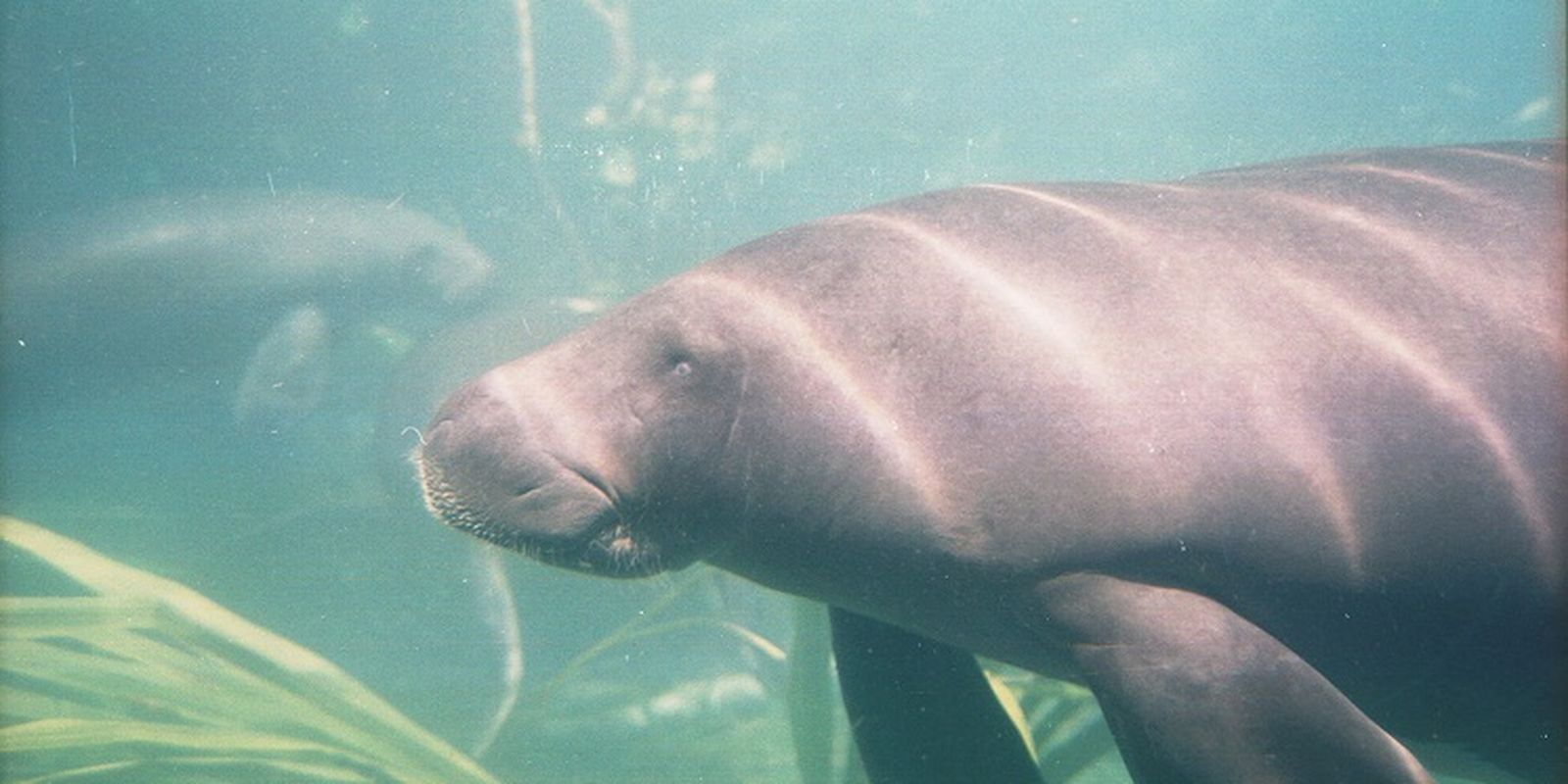 projeto-no-para-busca-garantir-sobrevivencia-de-peixes-boi-resgatados