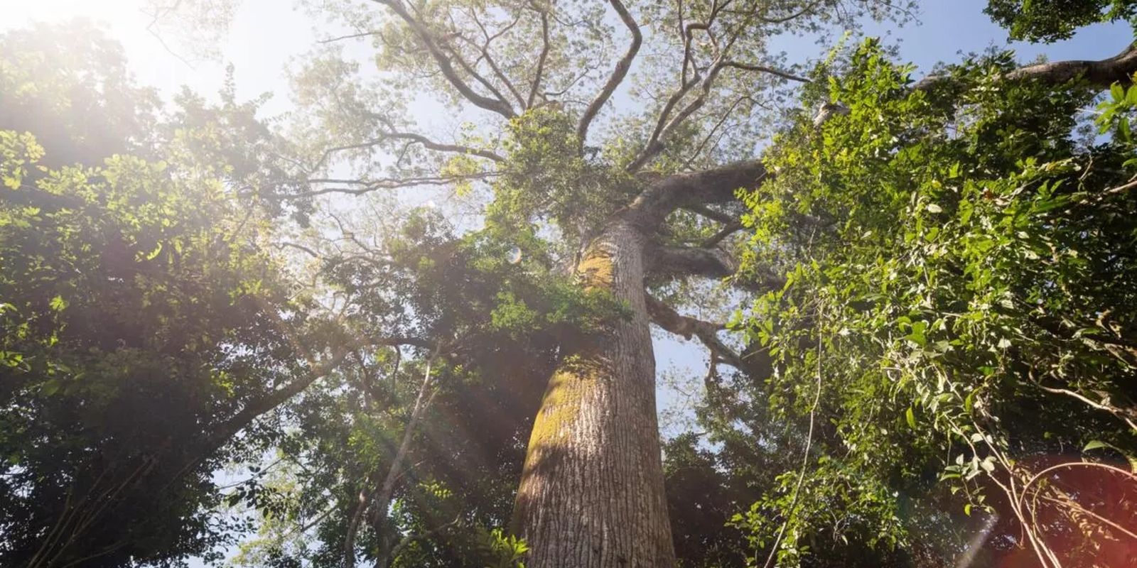 fundo-florestas-tropicais-para-sempre-e-finalista-em-premio-ambiental