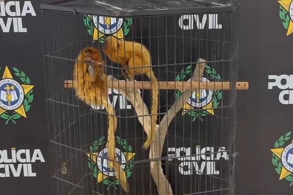 dupla-que-oferecia-micos-leoes-no-whatsapp-e-denunciada-pelo-ministerio-publico-no-rj