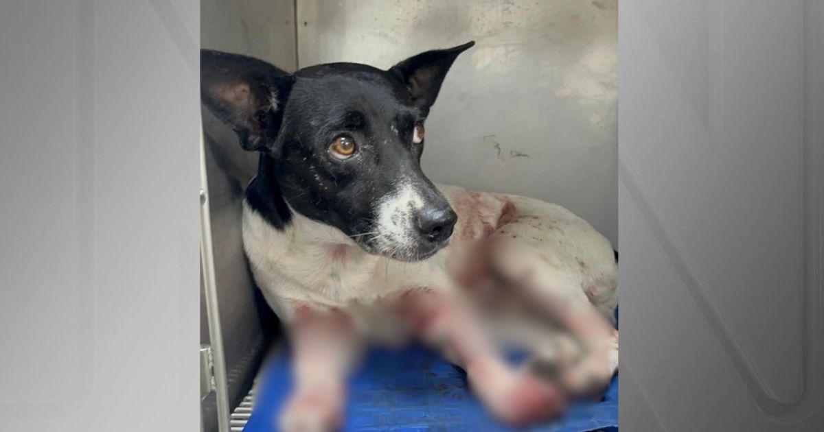 cao-e-baleado-no-rj;-estado-registra-recorde-de-denuncia-de-maus-tratos