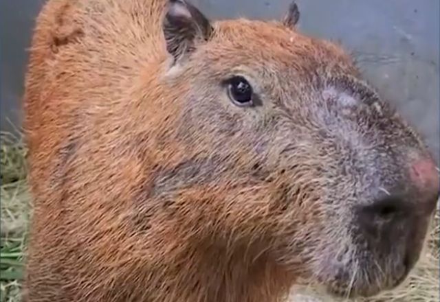 ministerio-publica-denuncia-6-homens-por-agredir-capivara-no-rio