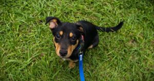 feira-me-adota-acontece-neste-sabado-em-porto-alegre