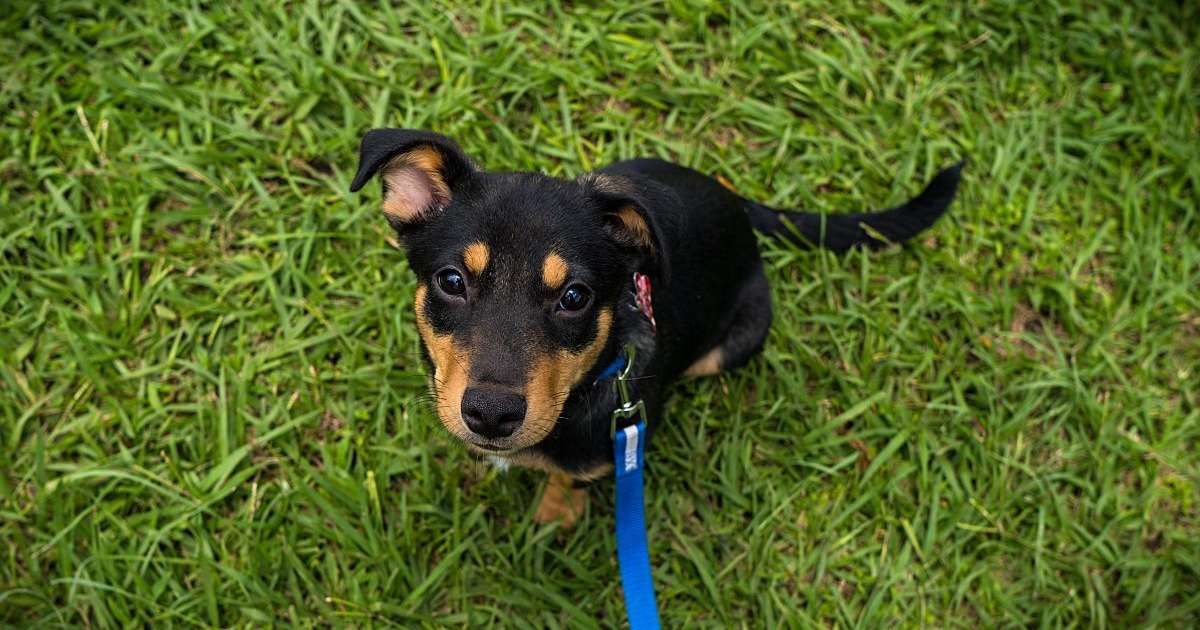 feira-me-adota-acontece-neste-sabado-em-porto-alegre