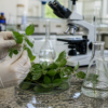 Pesquisa em SP identifica planta medicinal com potencial de ação contra o vírus da Covid-19