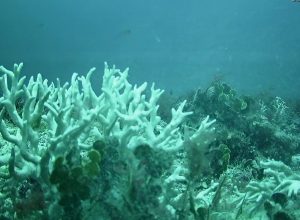 bndes amplia-investimentos-na-protecao-de-corais-e-ilhas-oceanicas