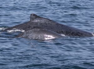 encontro-possibilita-oportunidade-de-observacao-de-baleias-na-bahia