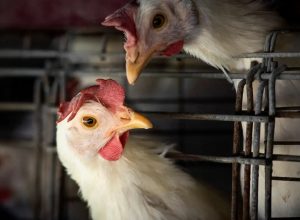 goias-confirma-1o-caso-de-gripe-aviaria-em-galinhas-criadas-em-quintal