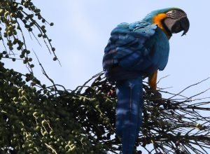 araras-canindes-sao-introduzidas-ao-rj-mais-de-200-anos-apos-extincao