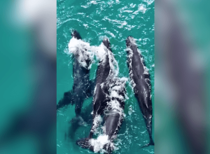 grupo-raro-de-baleias-e-visto-proximo-a-costa-de-arraial-do-cabo-(rj)