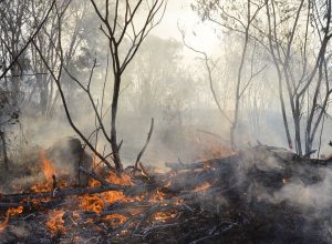julho-de-2025-tem-40%-menos-queimadas-que-mesmo-mes-de-2024