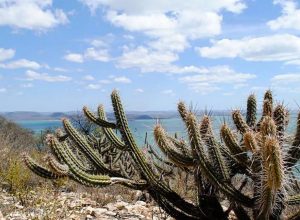 ceara-tem-3.226-hectares-de-caatinga-ocupados-por-usinas-solares