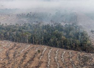 inpe-revela-que-o-amazonas-registrou-queda-de-80%-no-numero-incendios
