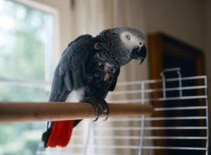 nigel:-o-papagaio-que-sumiu-por-4-anos-nos-eua-e-voltou-falando-espanhol