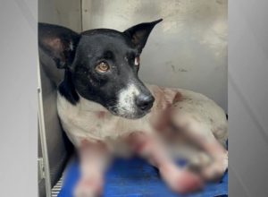 cao-e-baleado-no-rj;-estado-registra-recorde-de-denuncia-de-maus-tratos