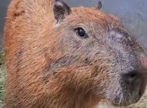 ministerio-publica-denuncia-6-homens-por-agredir-capivara-no-rio