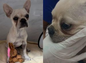tutora-de-buldogue-que-comeu-pedra-de-crack-e-solta-apos-audiencia-em-sc