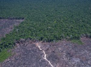 desmatamento-na-amazonia-cai-17%-no-primeiro-trimestre-de-2026